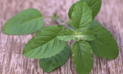 Le erbe indiane per la cura dei capelli Le erbe indiane per la cura dei capelli