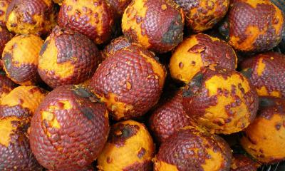 Olio di Buriti, per pelli elastiche e giovani Olio di Buriti, per pelli elastiche e giovani