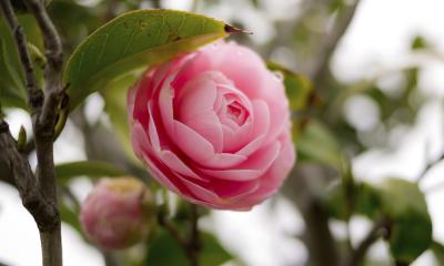 Olio di camelia, le proprietà Olio di camelia, le proprietà