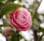 Olio di camelia, le proprietà