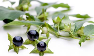 Omeopatia. Belladonna: a cosa serve Omeopatia. Belladonna: a cosa serve