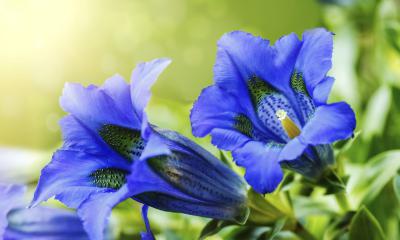 Genziana, tutti i benefici Genziana, tutti i benefici