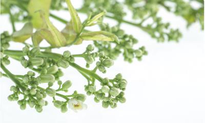 Olio di neem, le proprietà Olio di neem, le proprietà
