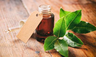 Olio essenziale di alloro, le proprietà Olio essenziale di alloro, le proprietà