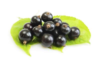 Proprietà terapeutiche del ribes nigrum Proprietà terapeutiche del ribes nigrum