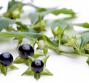 Omeopatia. Belladonna: a cosa serve