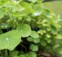 Centella asiatica, le proprietà