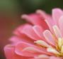 Fiori di Bach per i dolori mestruali