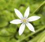 Fiori di Bach, rescue remedy