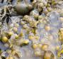 Fucus per dimagrire, proprietà e controindicazioni