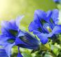 Genziana, tutti i benefici