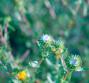 Grindelia contro tosse e catarro