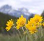 Le proprietà curative dell’arnica
