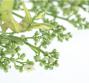 Olio di neem, le proprietà