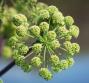 Olio essenziale di angelica, le proprietà
