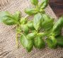 Olio essenziale di basilico, le proprietà