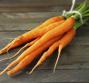 Olio essenziale di carota, le proprietà