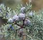 Olio essenziale di cipresso, le proprietà
