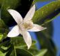 Olio essenziale di neroli, le proprietà