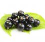 Proprietà terapeutiche del ribes nigrum