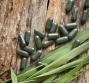 Le proprietà terapeutiche della clorofilla