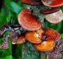 Reishi, le proprietà
