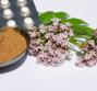 Valeriana per la cura dell’ansia