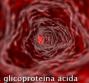 Alfa glicoproteina acida