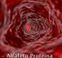 AFP - Alfafeto Proteina