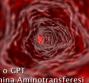 ALT - Alanina Aminotransferesi o GPT