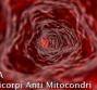 AMA - Anticorpi Anti Mitocondri