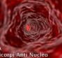 ANA - Anticorpi Anti Nucleo