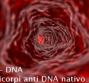 DS – DNA – Anticorpi anti DNA nativo