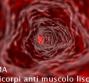 ASMA – Anticorpi anti muscolo liscio
