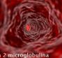 Beta 2 microglobulina