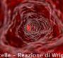 Brucelle - Reazione di Wright