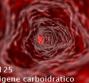 Ca 125 - Antigene carboidratico