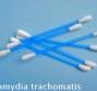 Chlamydia Trachomatis