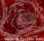EBV - Virus di Epstein Barr