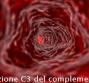 Frazione C3 del complemento