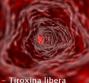 FT4 – Tiroxina libera