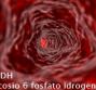 G6PDH – Glucosio 6 fosfato idrogenasi