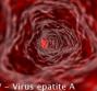 HAV – Virus epatite A