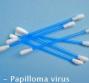HPV - Papilloma virus