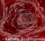 LDH - Lattato deidrogenasi