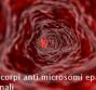 LKM – Anticorpi anti microsomi epatici e renali