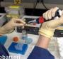 Micobatteri in campioni biologici