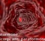 Paratormone – Anticorpi anti paratormone