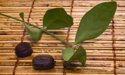 Olio di jojoba, proprietà e usi