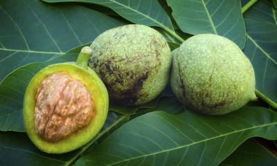 Polvere di mallo di noce per tingere i capelli